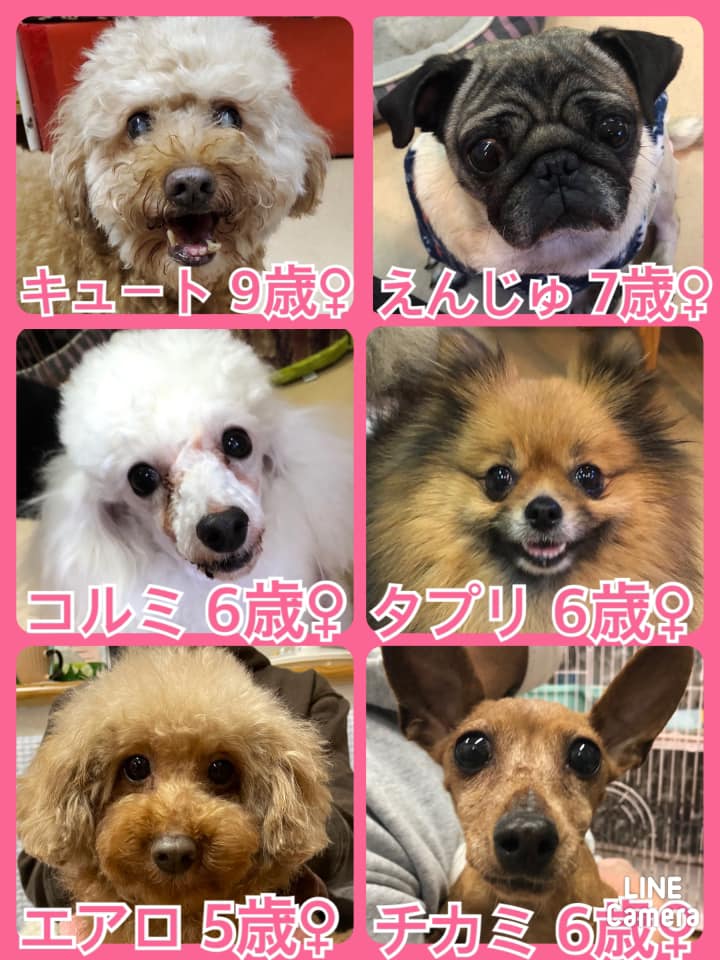 🐾今日の里親様募集中ワンコ🐶メンバーです🐾2022,2,19【保護犬カフェ天神橋店】